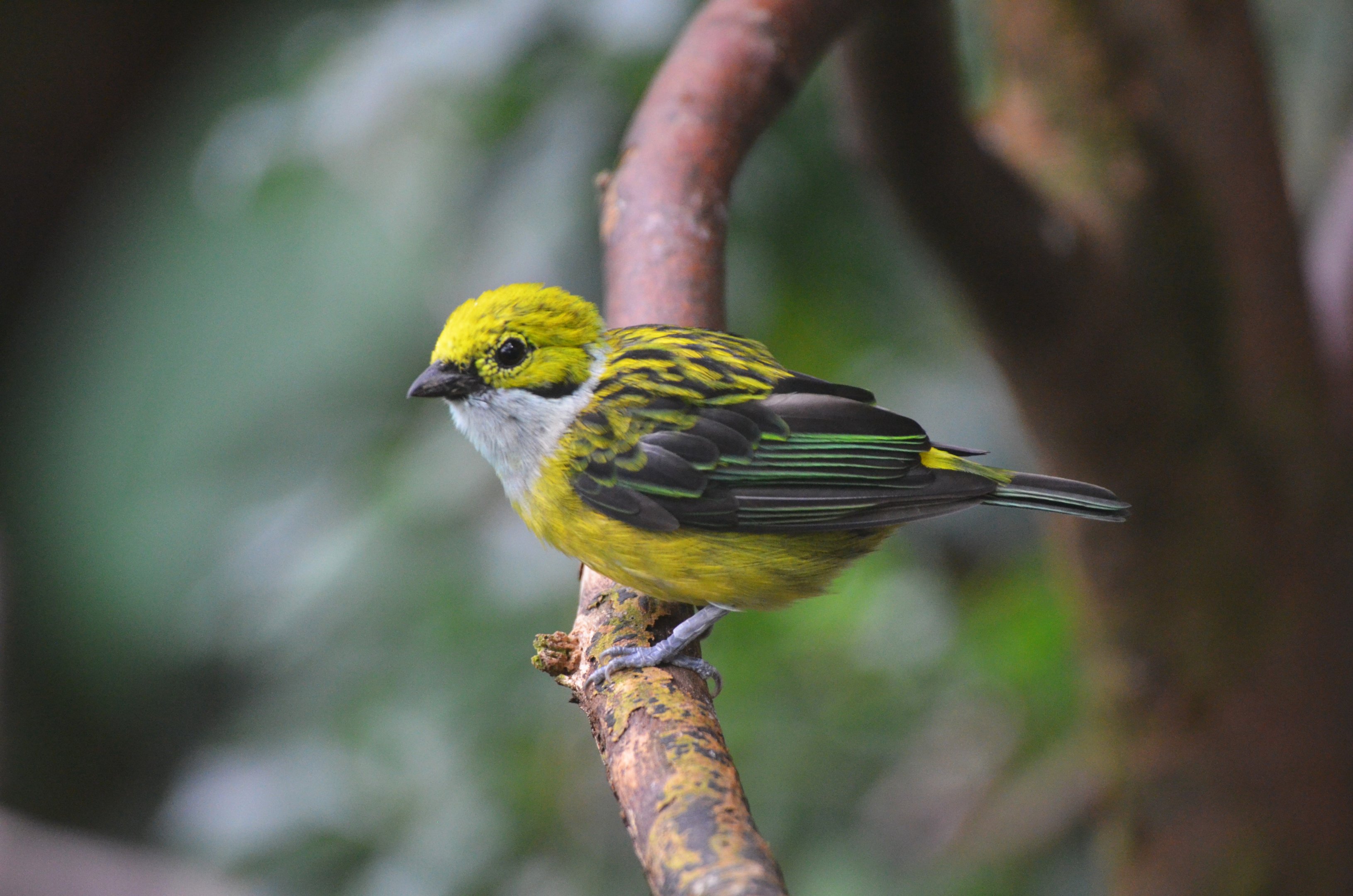 Silver-throated Tanager at Wuppertal, 16/06/19
