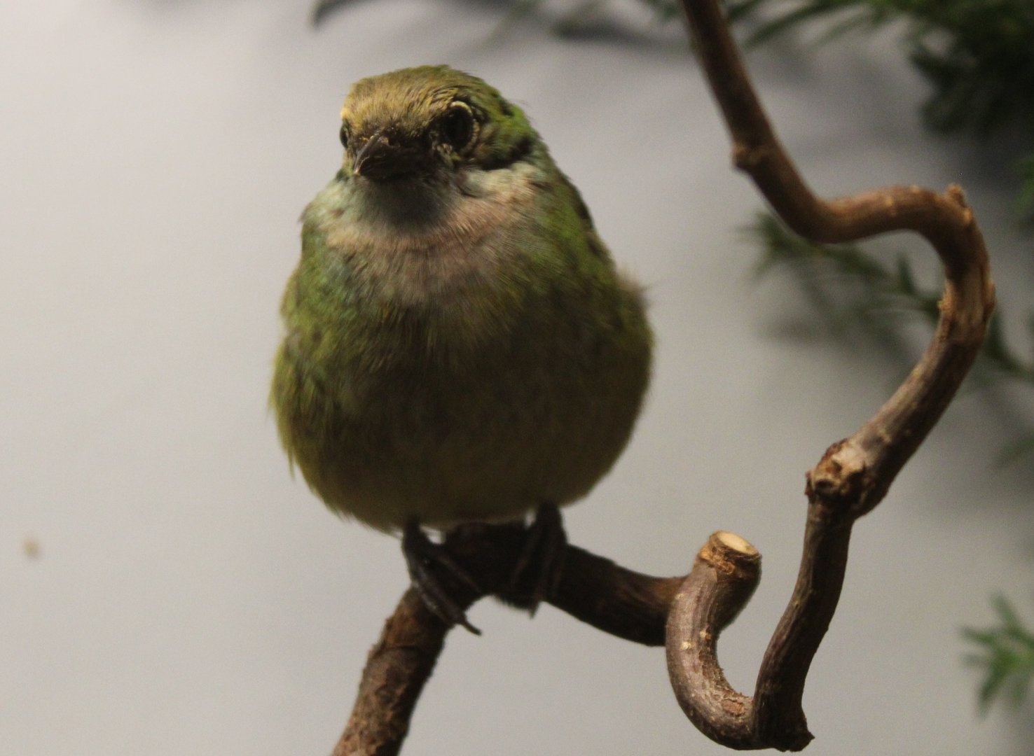 Silver-throated tanager - female