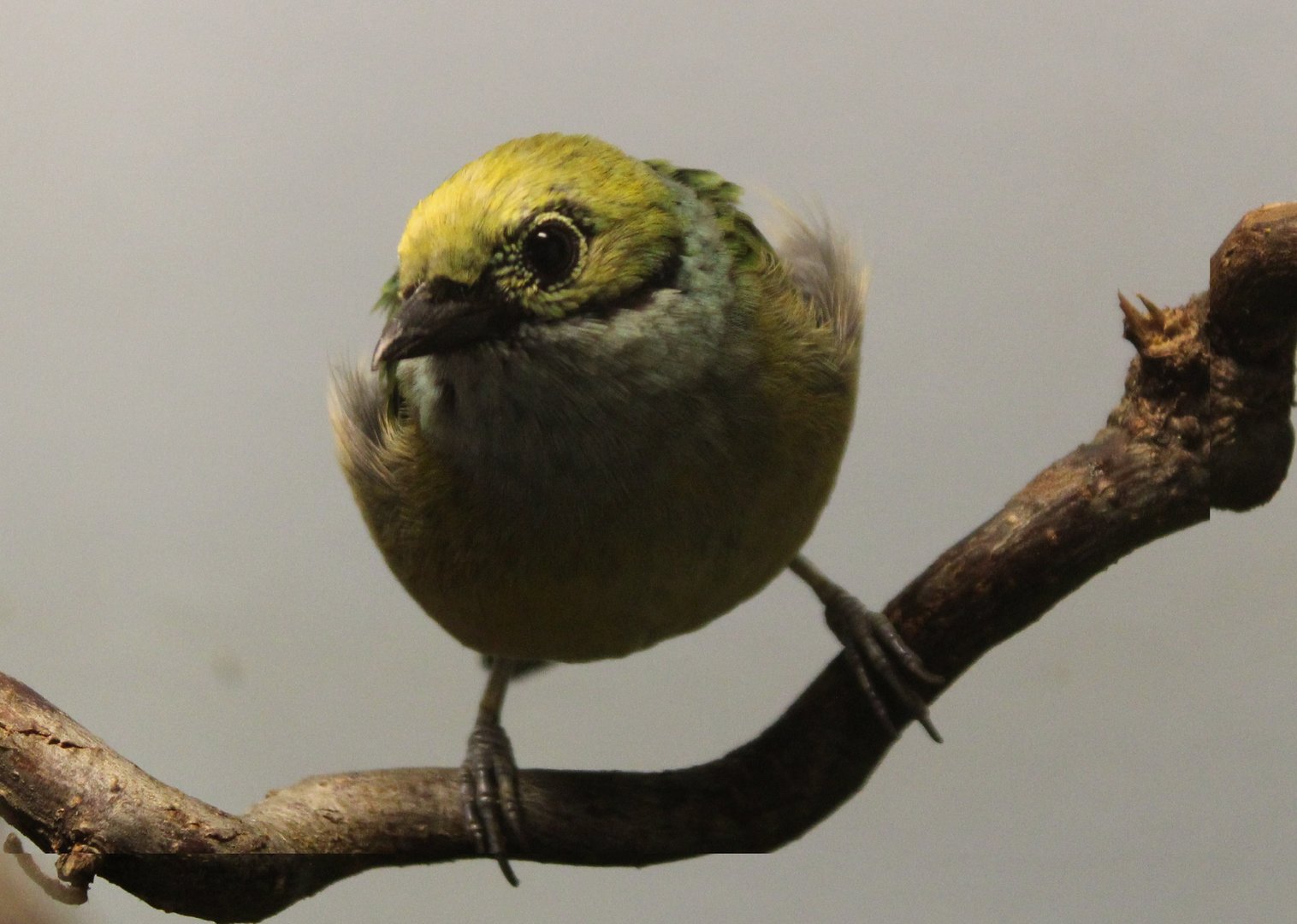 Silver-throated tanager - male