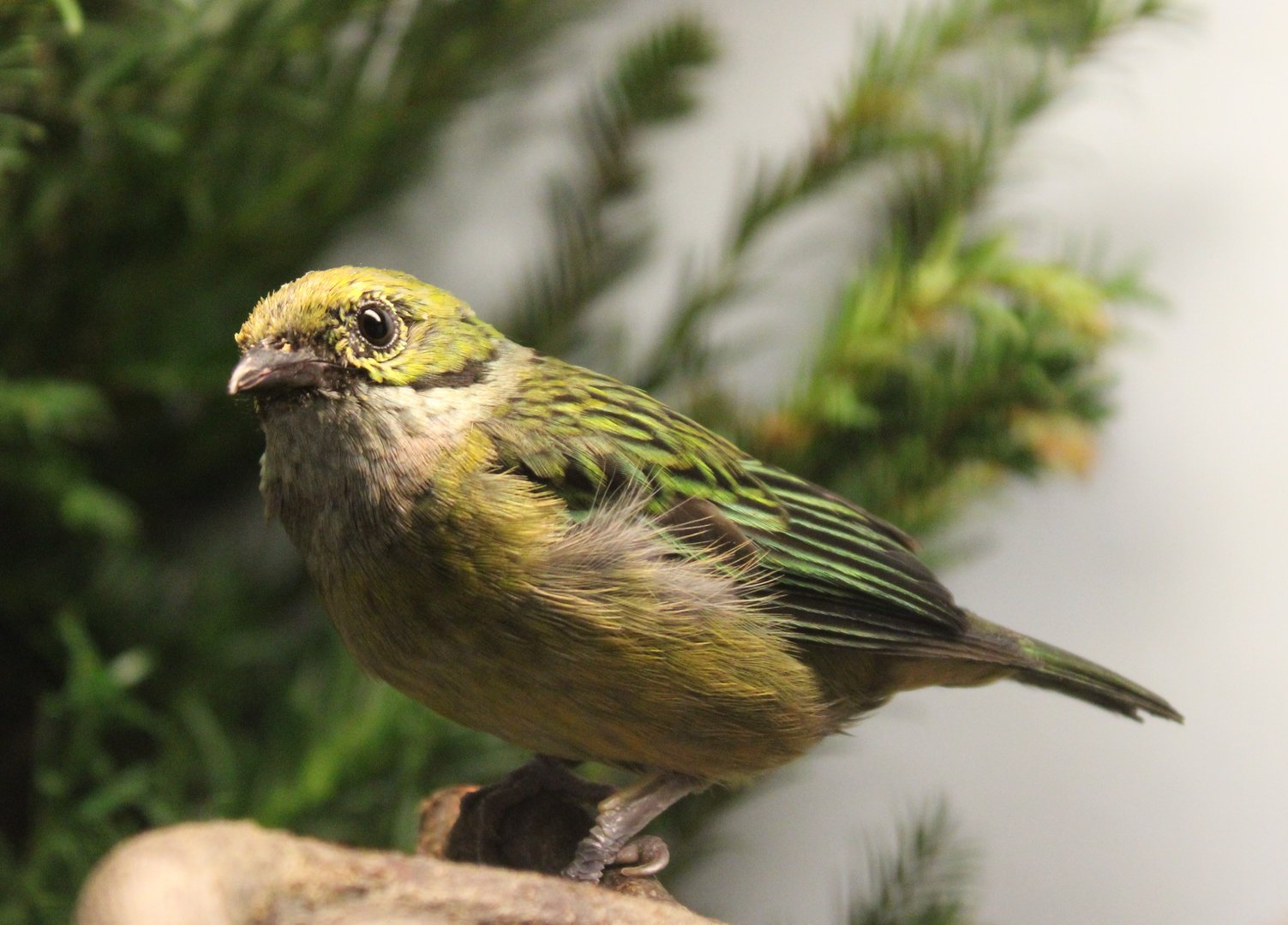 Silver-throated tanager - male