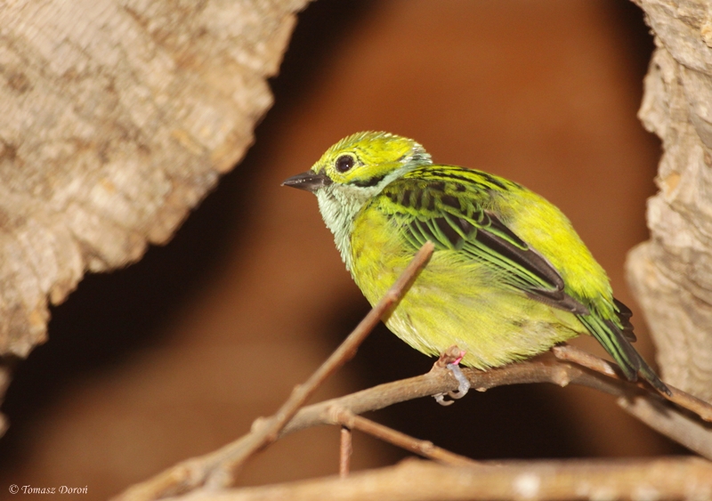 Silver-throated Tanager (Tangara icterocephala)