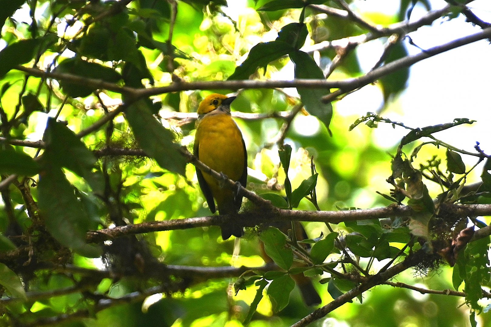 Silver-throated tanager (Tangara icterocephala)