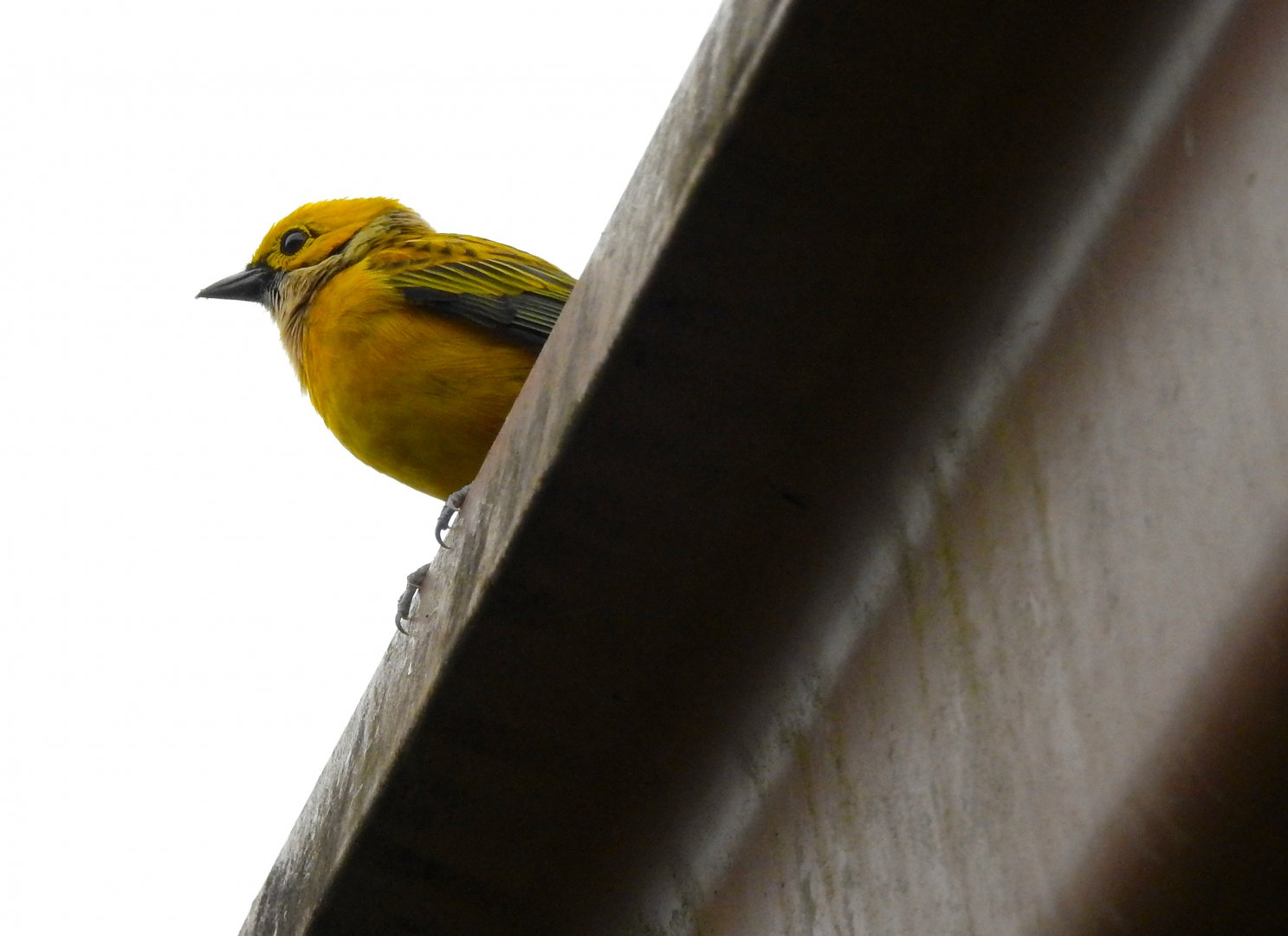 Silver Throated Tanager