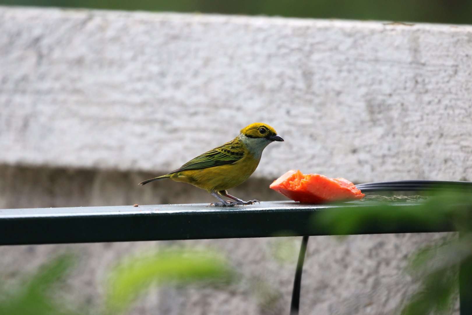 Silver-throated Tanager