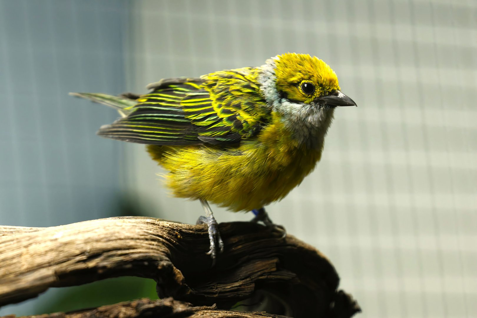 Silver-throated tanager