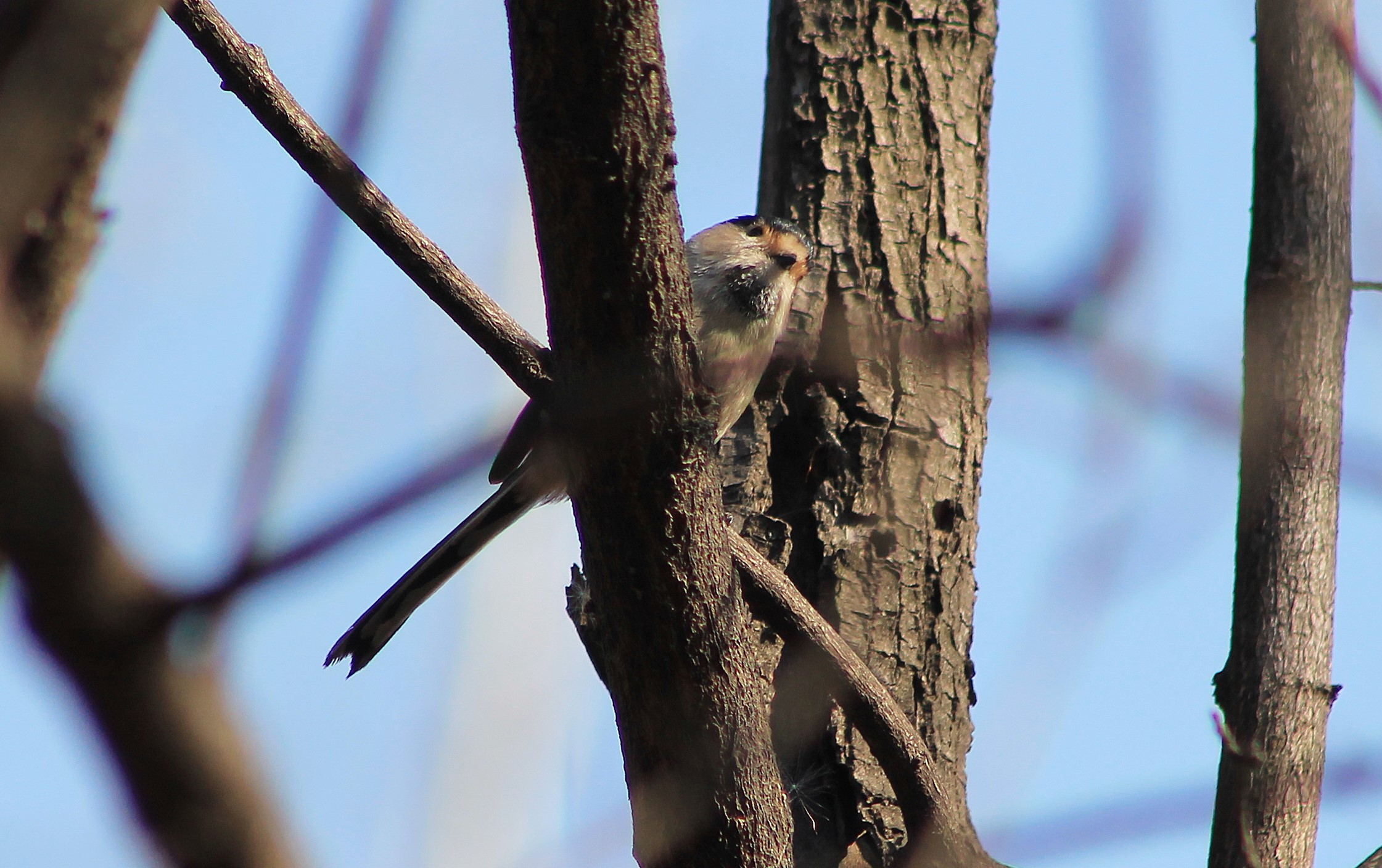 Silver-throated Tit (Aegithalos glaucogularis)
