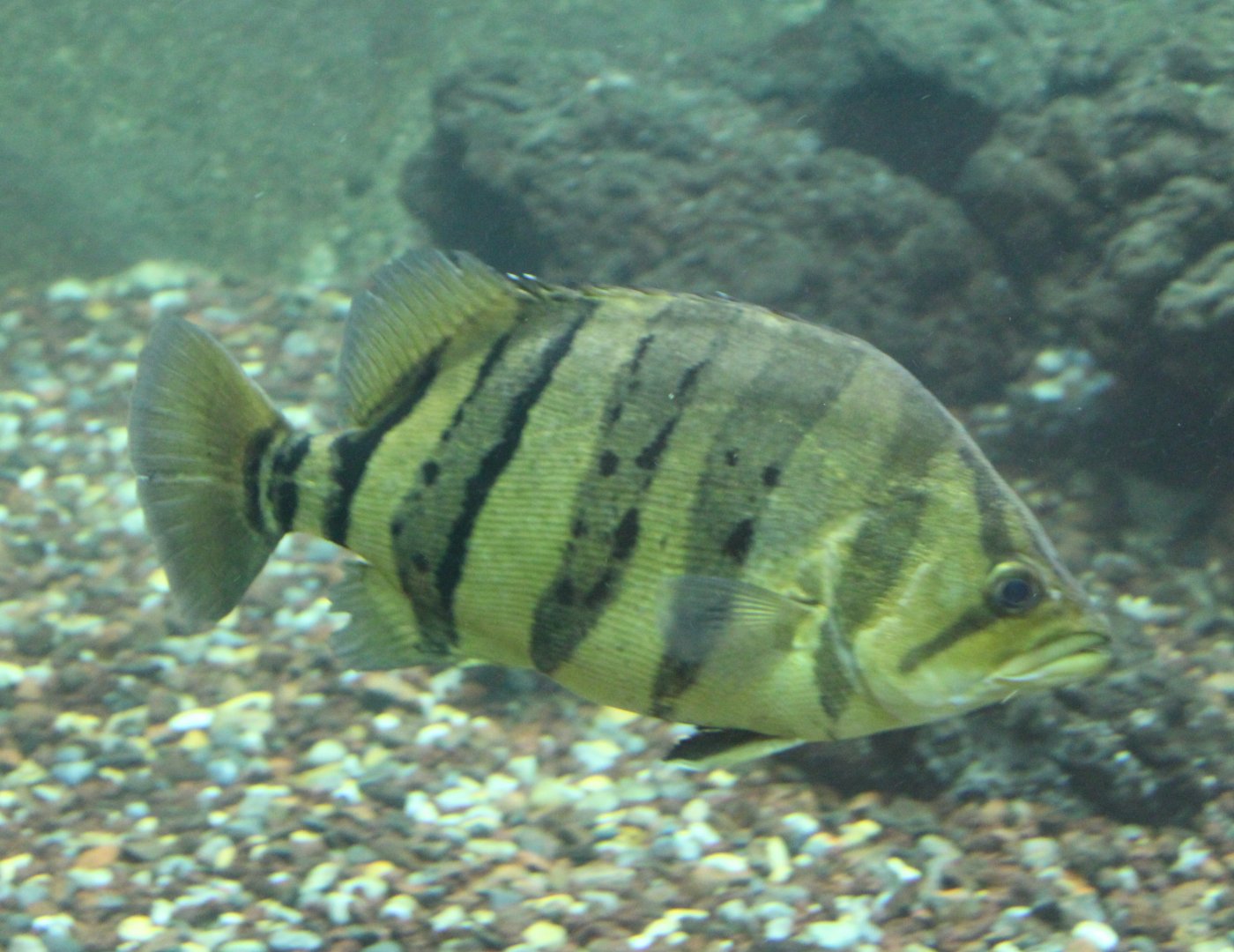 Silver tiger perch - Datnioides polota