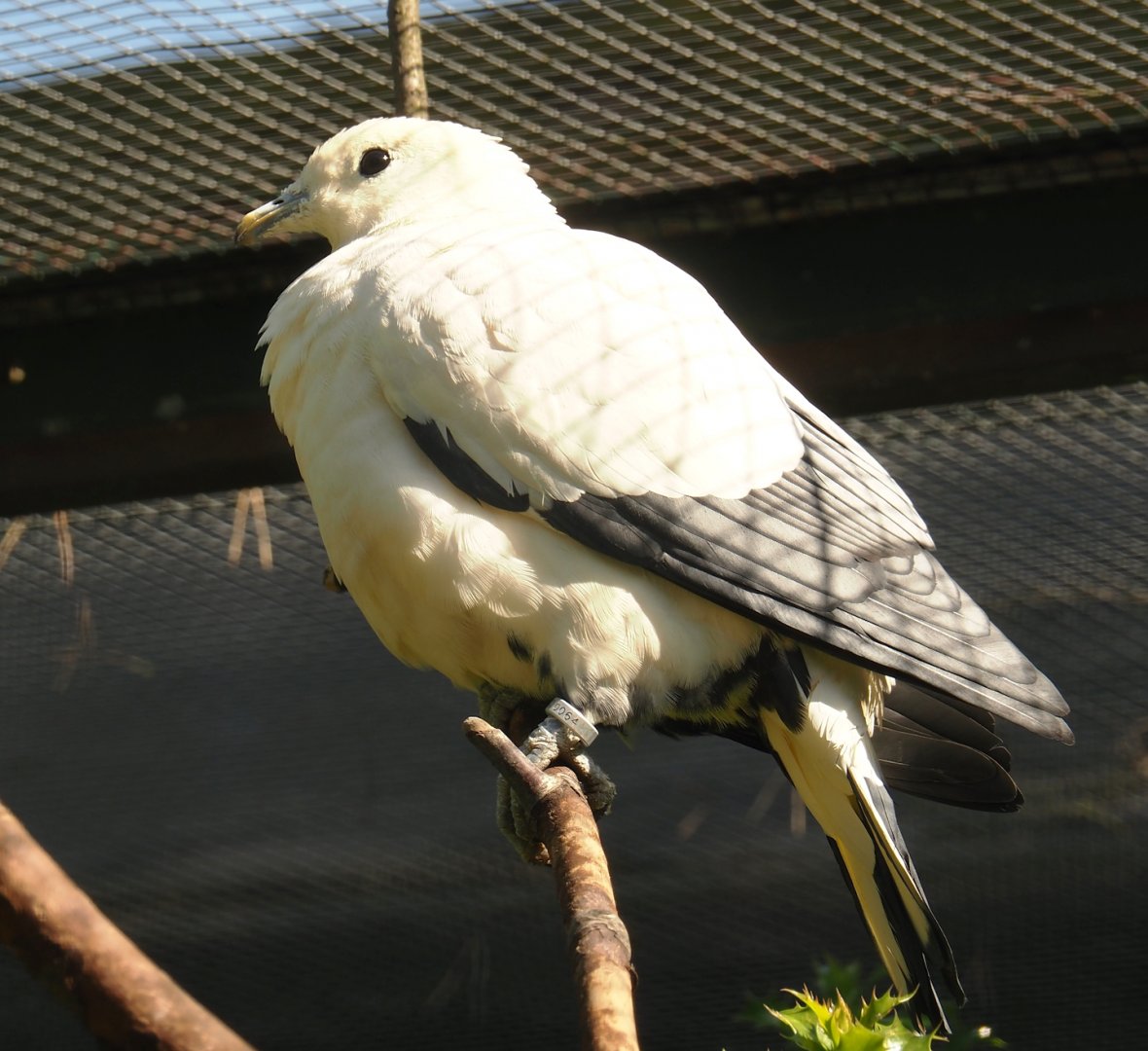 Silver-tipped imperial pigeon (Ducula luctuosa), 2024-05-23