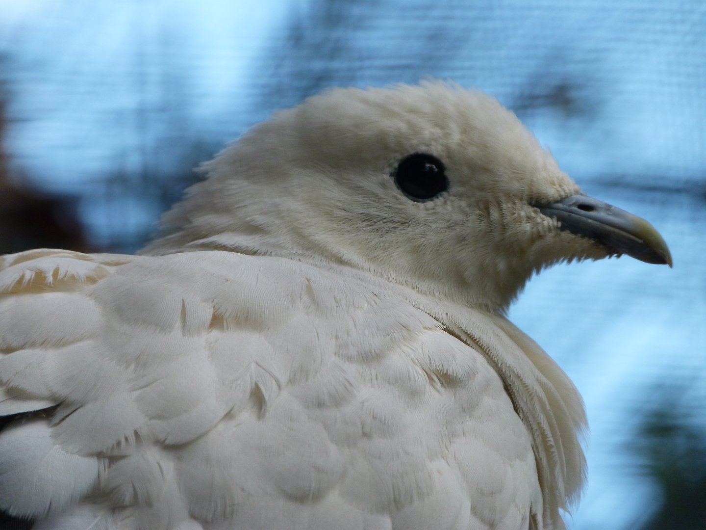 Silver-tipped imperial pigeon -Zoo Plzeň (2025)