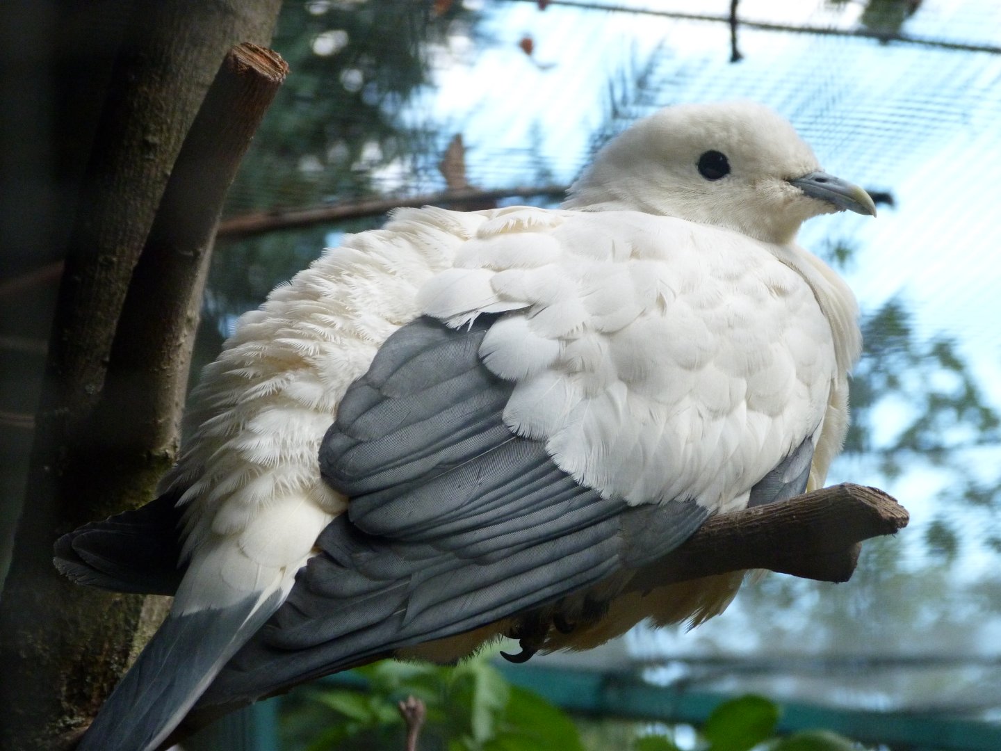 Silver-tipped imperial pigeon -Zoo Plzeň (2025)