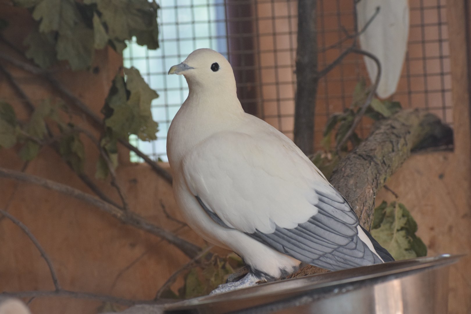 Silver-tipped imperial pigeon