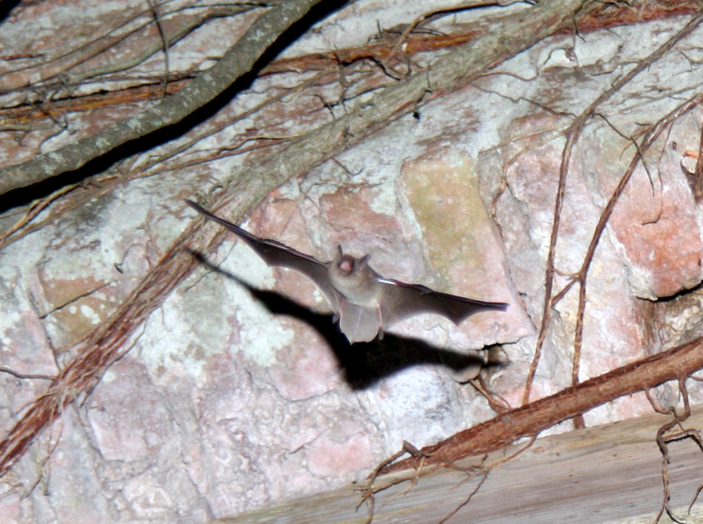 silver-tipped myotis (Myotis albescens)