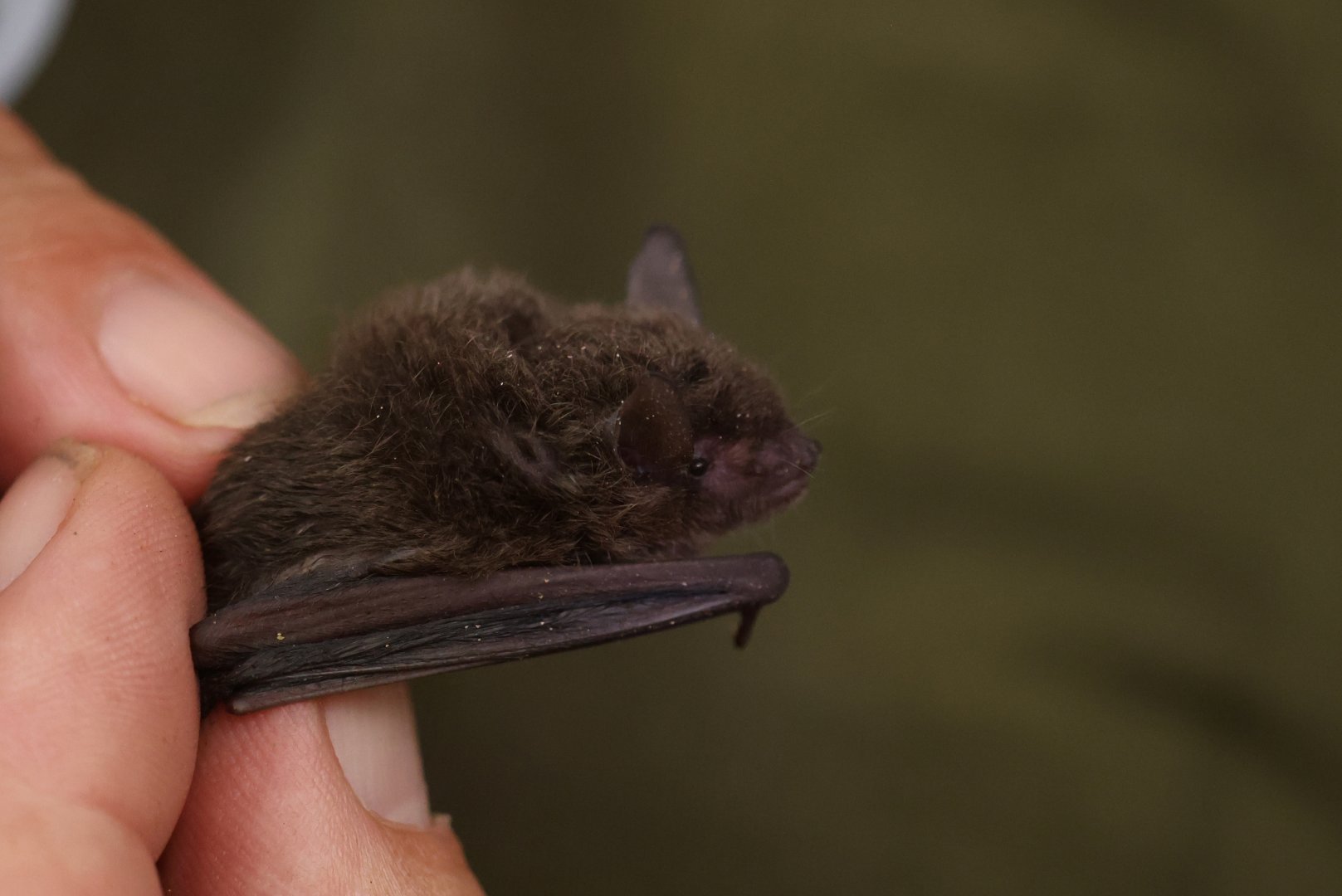 Silver-tipped Myotis (Myotis albescens)
