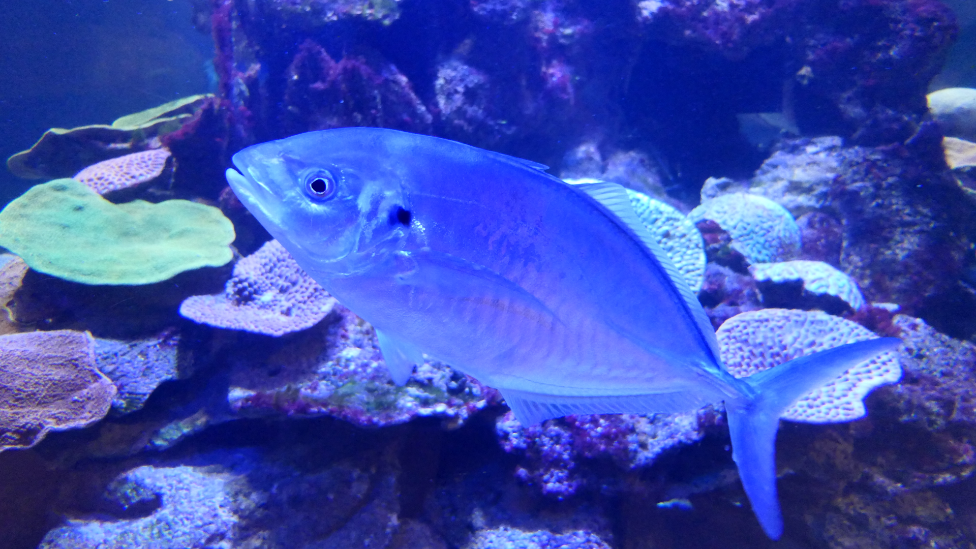 Silver Trevally (Pseudocaranx georgianus) - Dolphin Discovery Centre, Bunbury