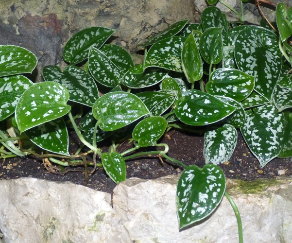 Silver vine (Scindapsus pictus)
