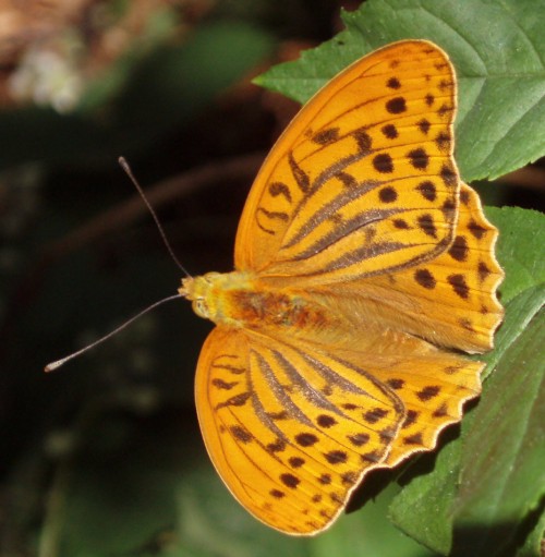 Silver-washed Fritillary (Argynnis paphia)