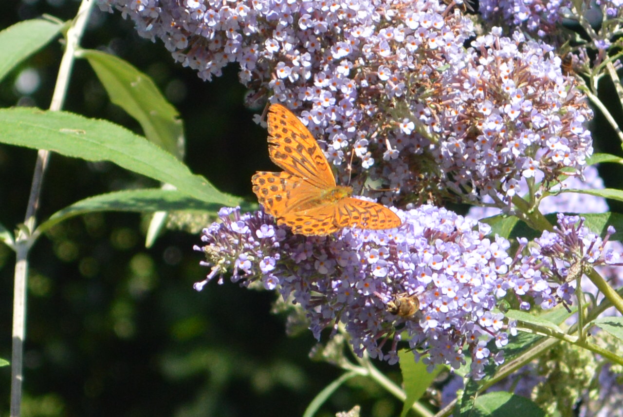 Silver-washed Fritillary
