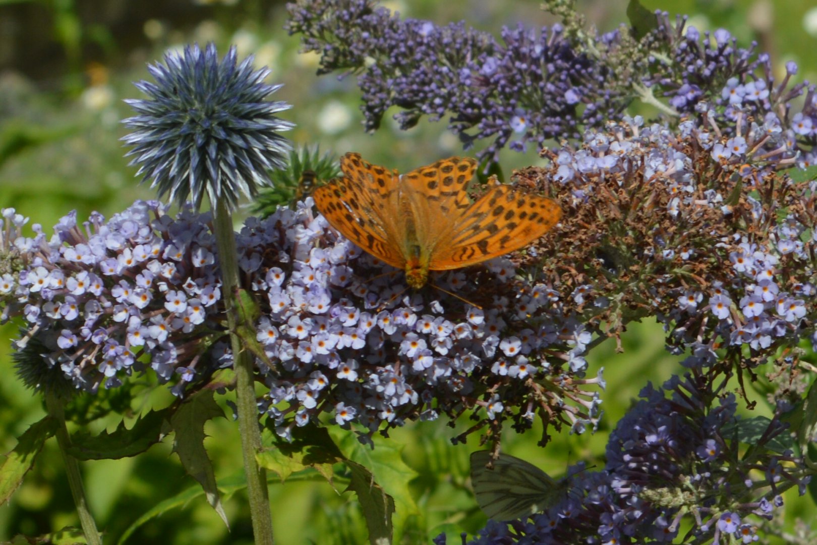 Silver-Washed Fritillary