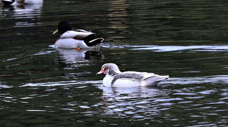 Silver wood duck (Aix sponsa)