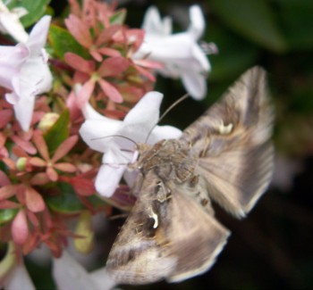 Silver Y (Autographa gamma)