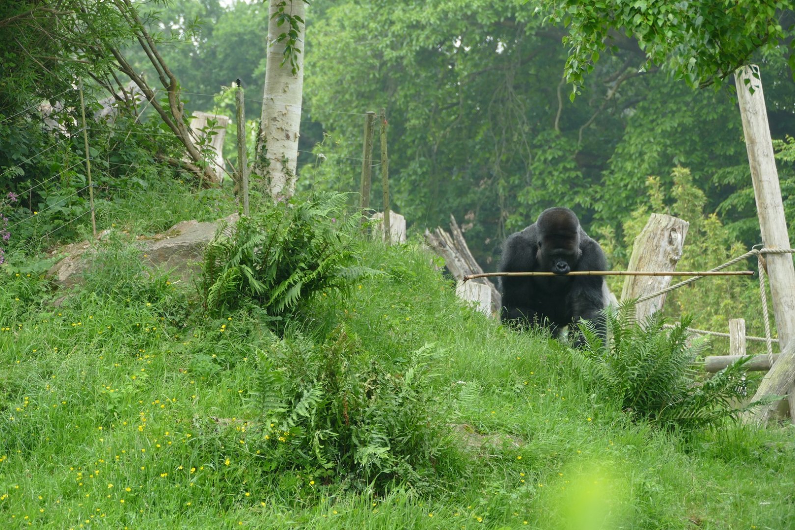 Silverback and stick, June 2018 #1