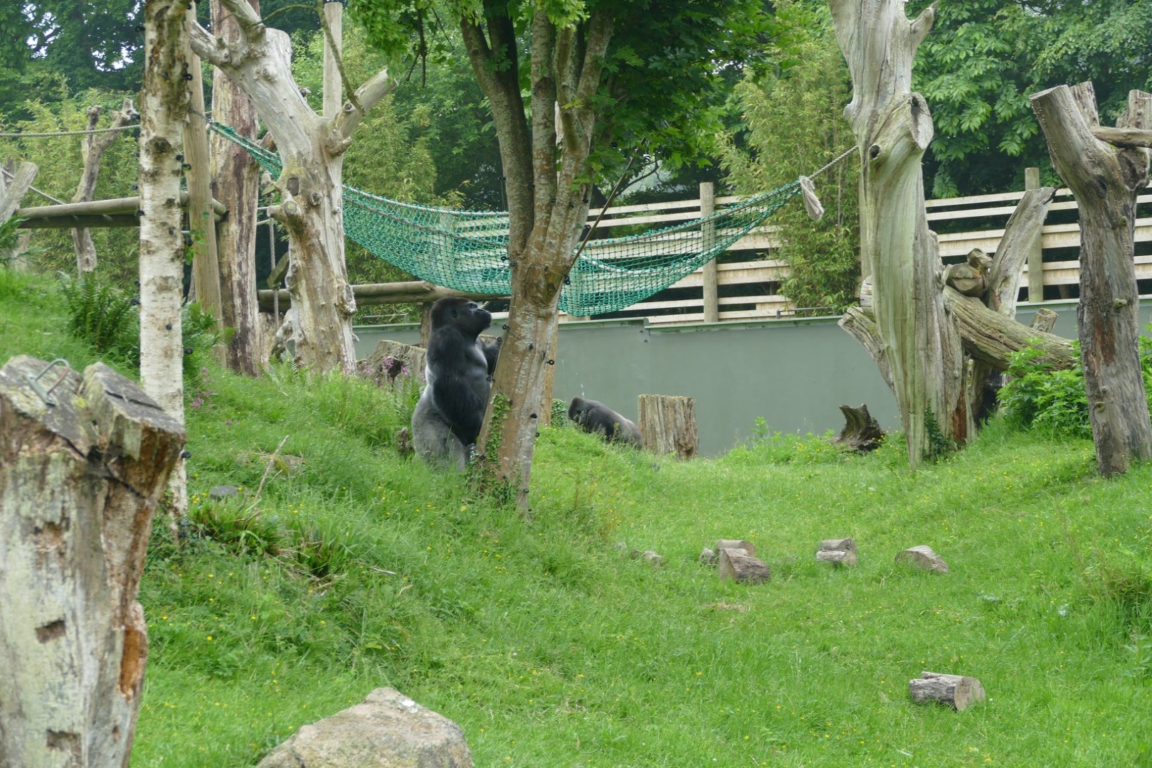 Silverback and stick, June 2018 #2