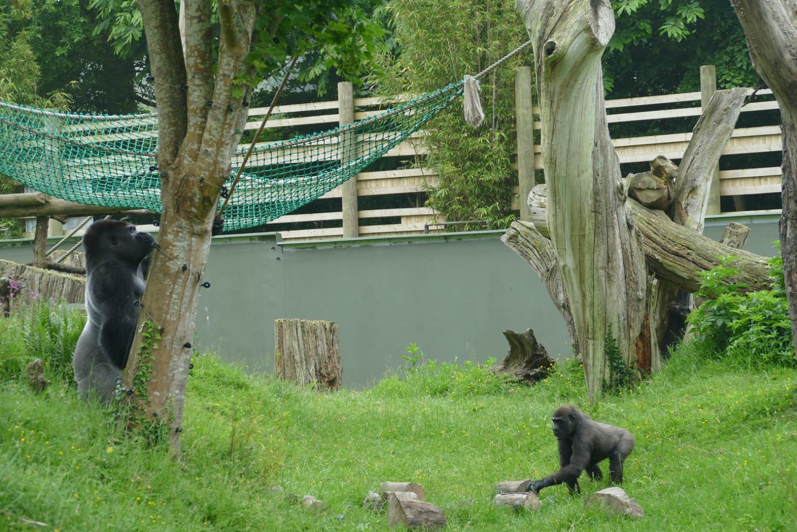 Silverback and stick, June 2018 #3