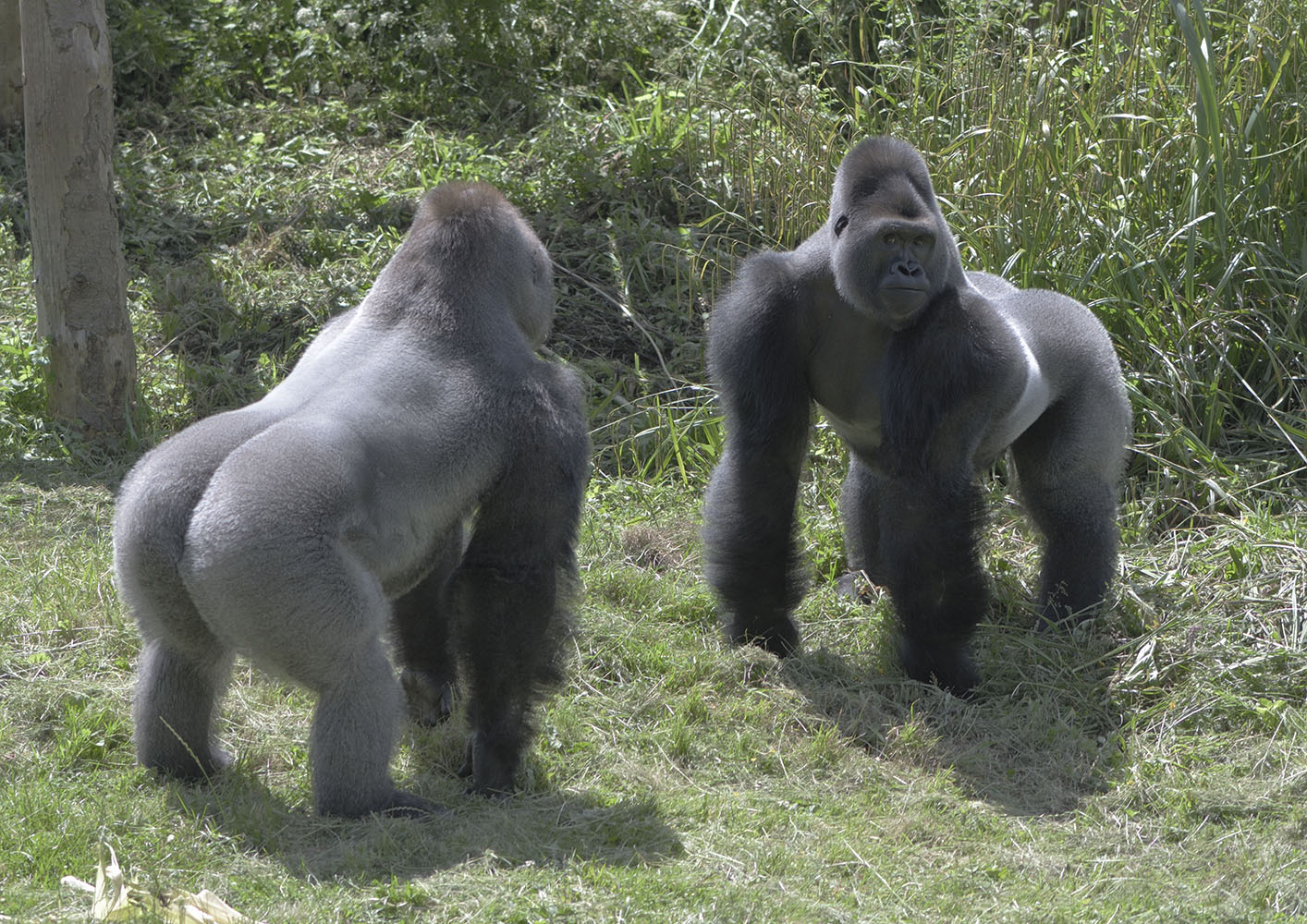 Silverback etiquette