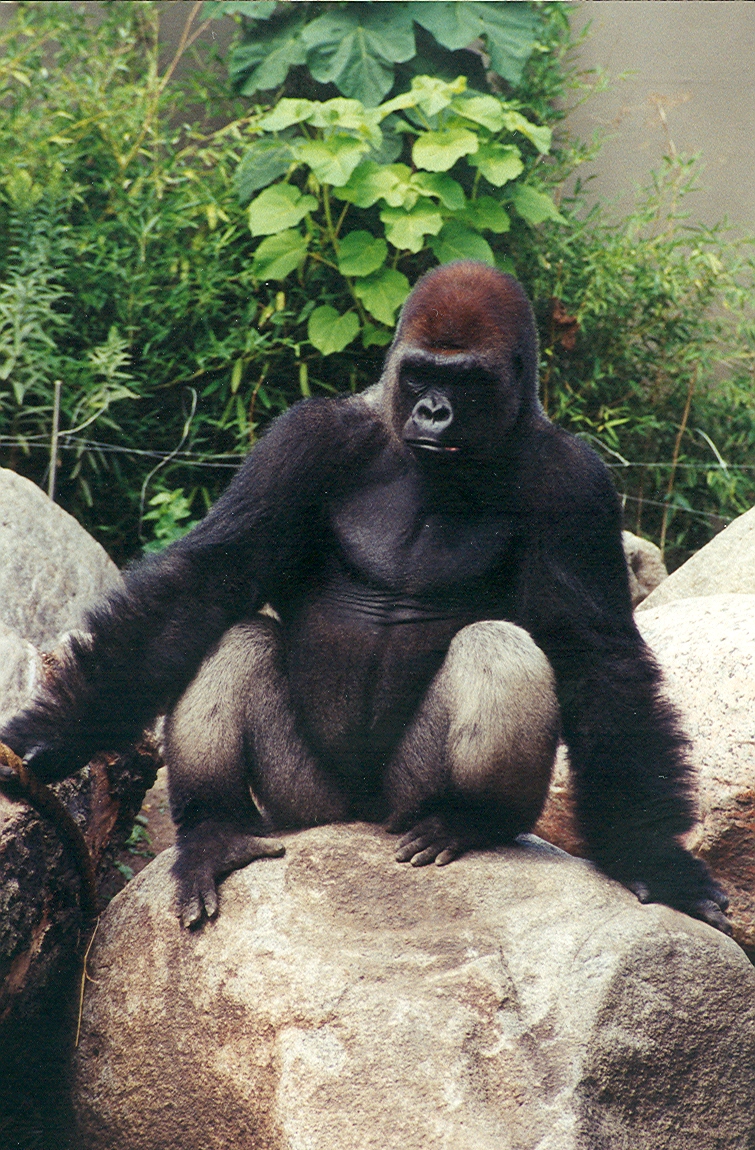 Silverback Gorilla - 1999