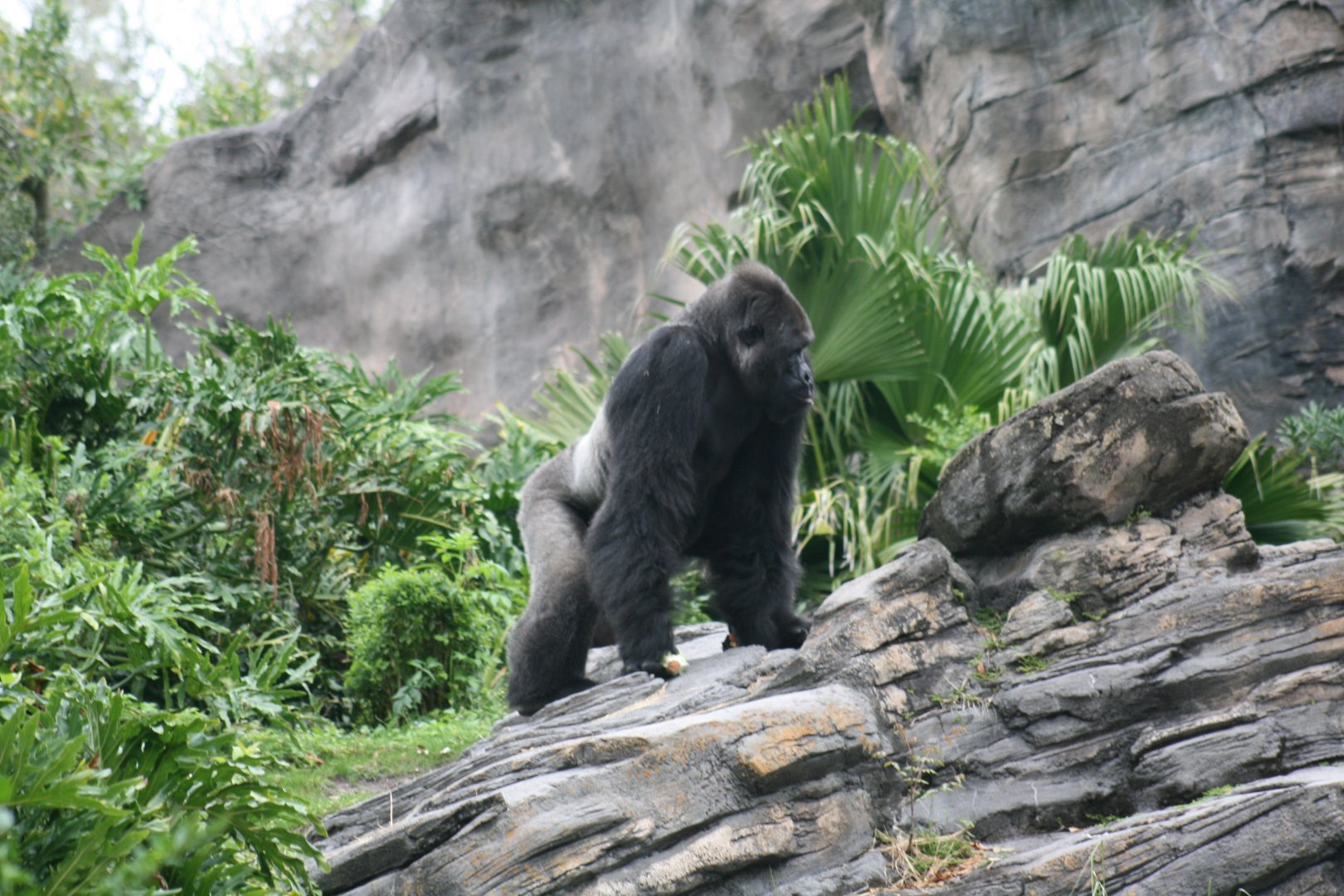 Silverback Gorilla (20/2/25)
