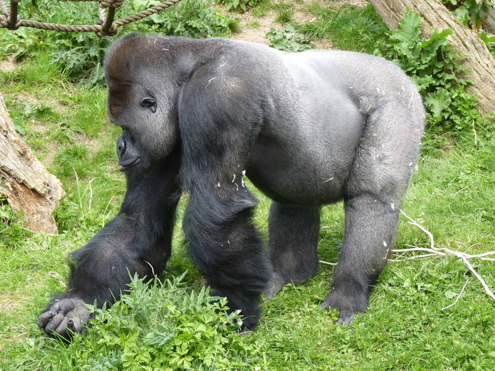 Silverback Gorilla, April 2013