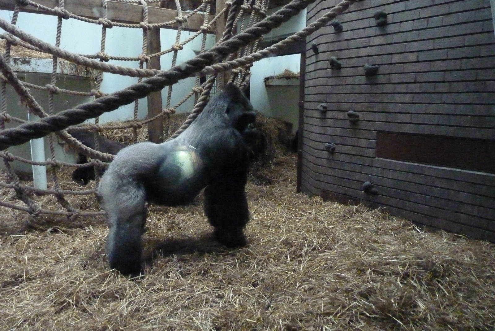 Silverback Gorilla, Bukavu, September 2016
