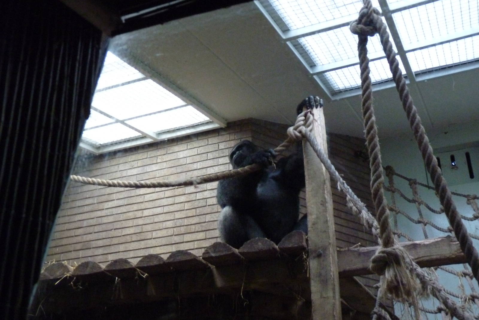 Silverback Gorilla, Bukavu, September 2016