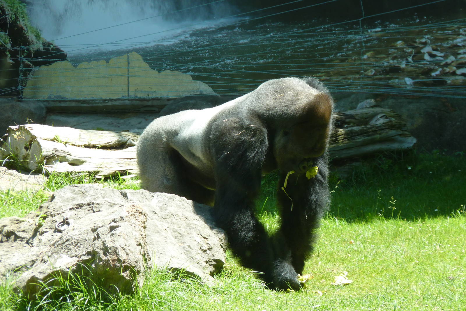 Silverback Gorilla, Ebobo, 17 June 2105