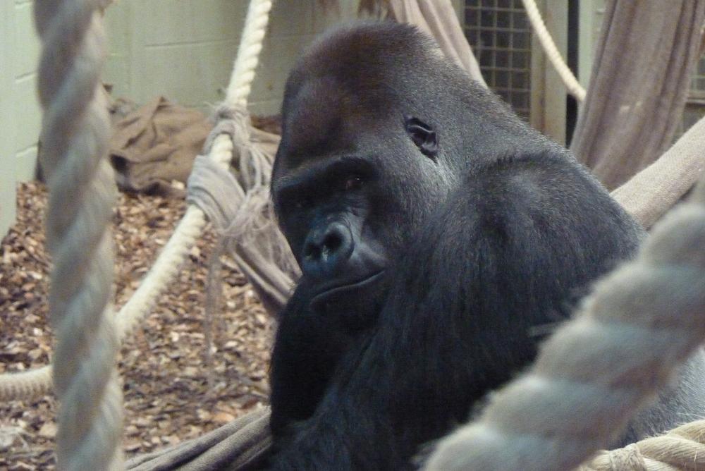 Silverback Gorilla, Kumbuka, 9 February 2014