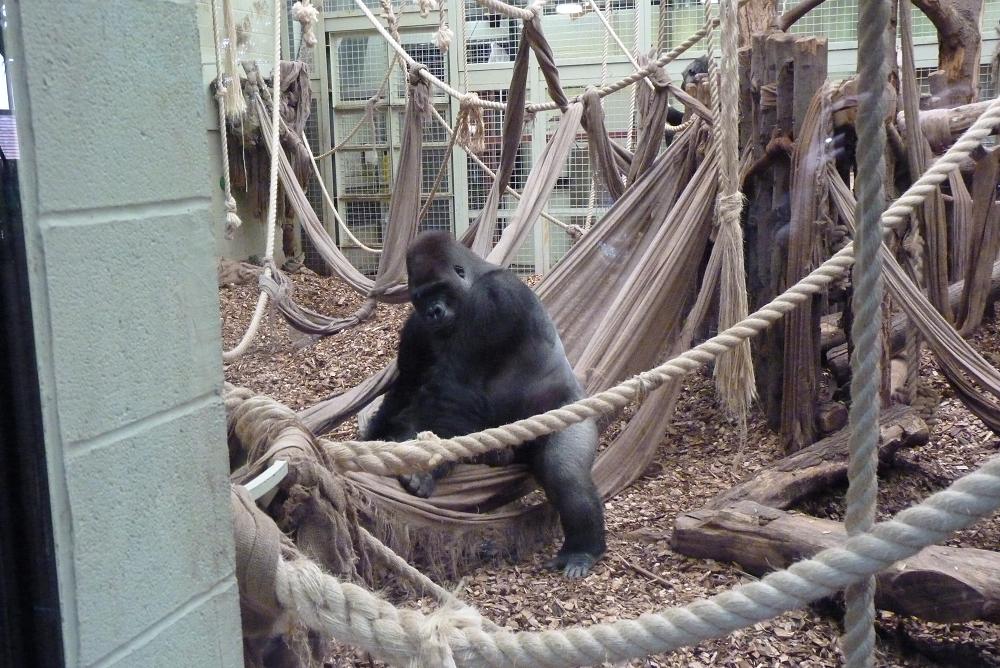Silverback Gorilla, Kumbuka, 9 February 2014