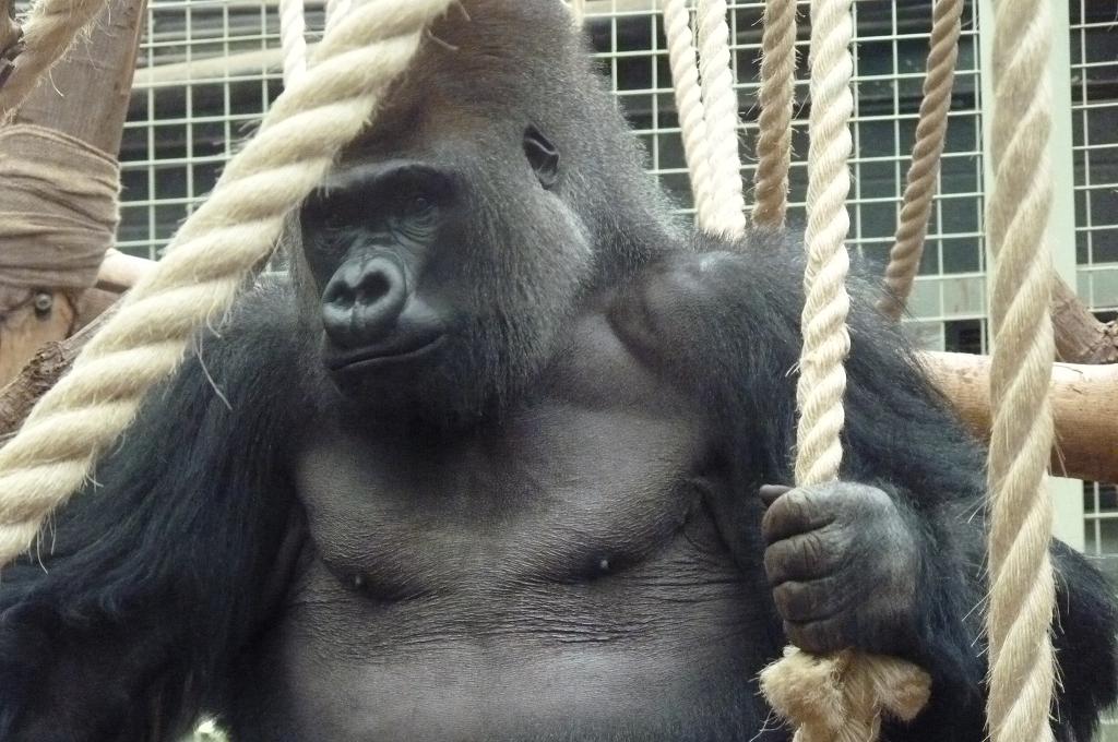 Silverback Gorilla, Kumbuka, 9 February 2014