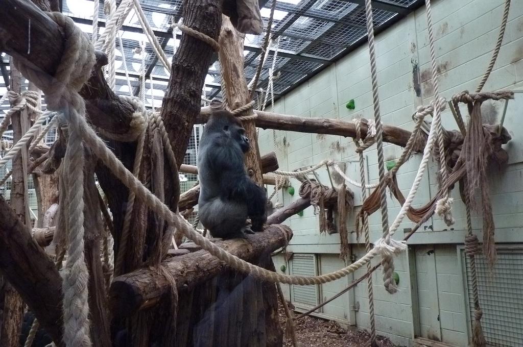 Silverback Gorilla, Kumbuka, 9 February 2014