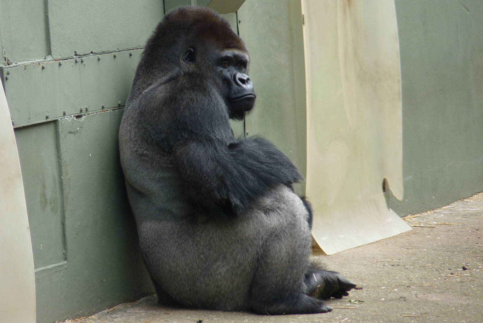 Silverback gorilla, October 2016
