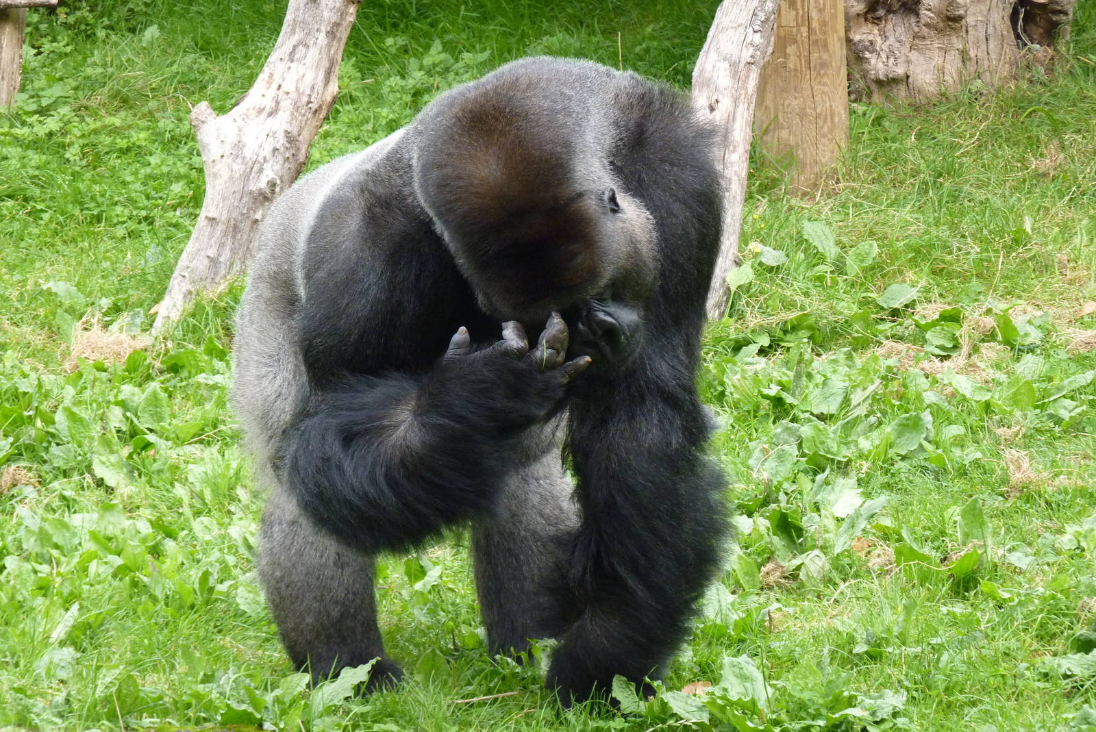 Silverback gorilla, October 2016