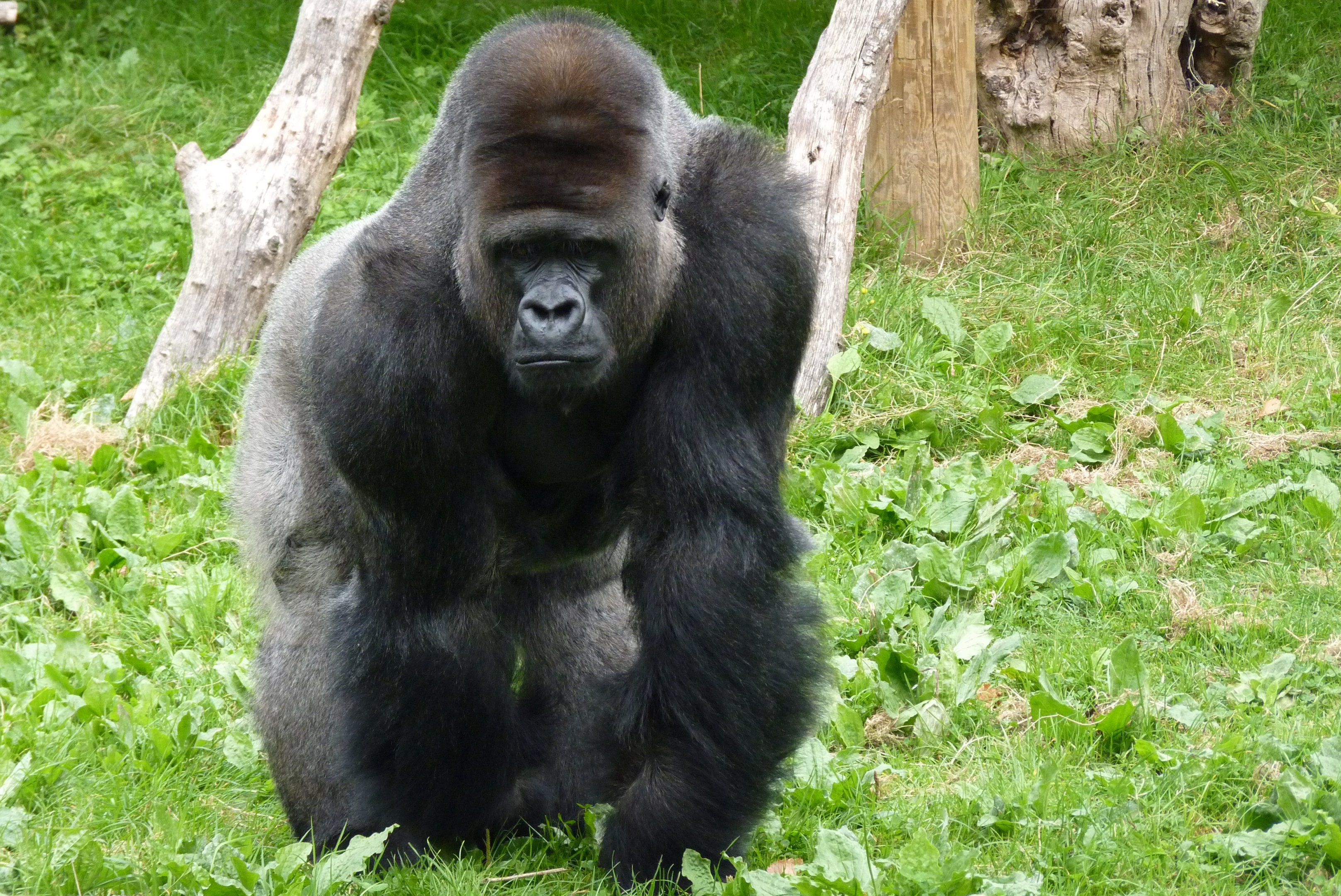 Silverback gorilla, October 2016
