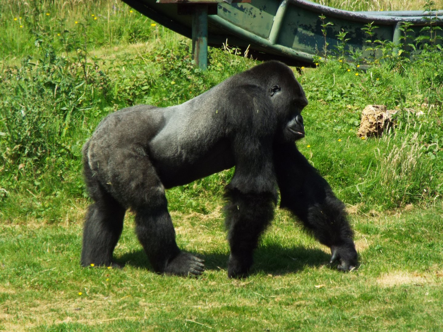 Silverback Gorilla - Port Lympne
