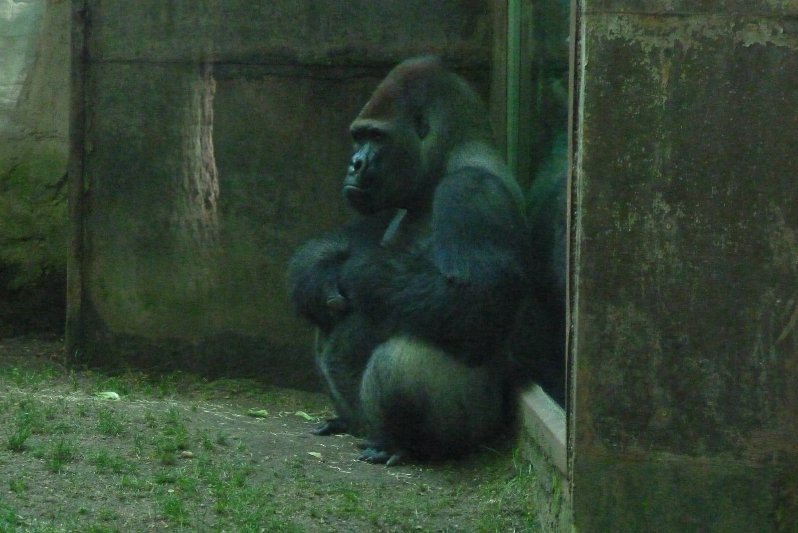 Silverback Gorilla, Xebo, 17 June 2015