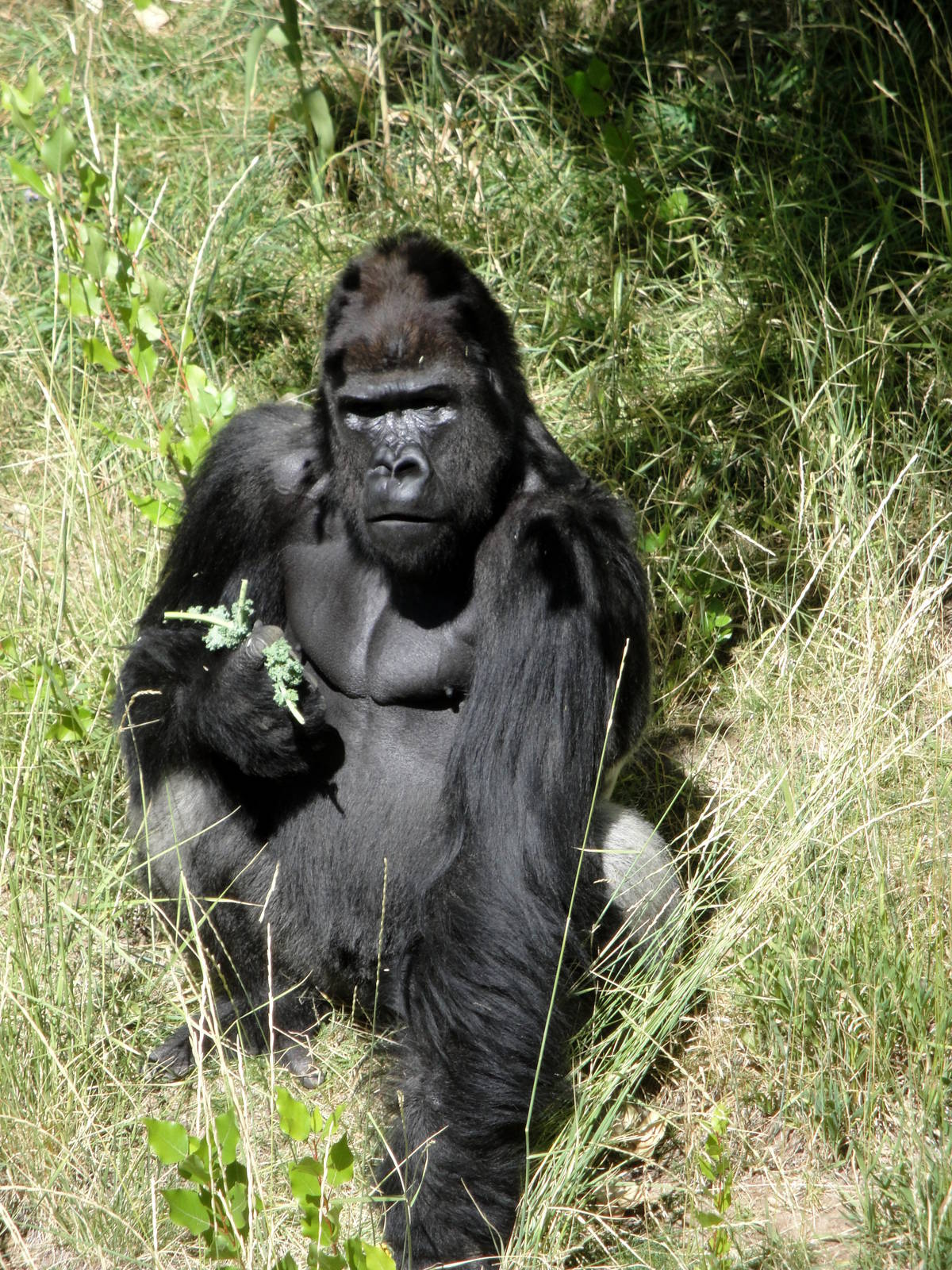 Silverback Gorilla