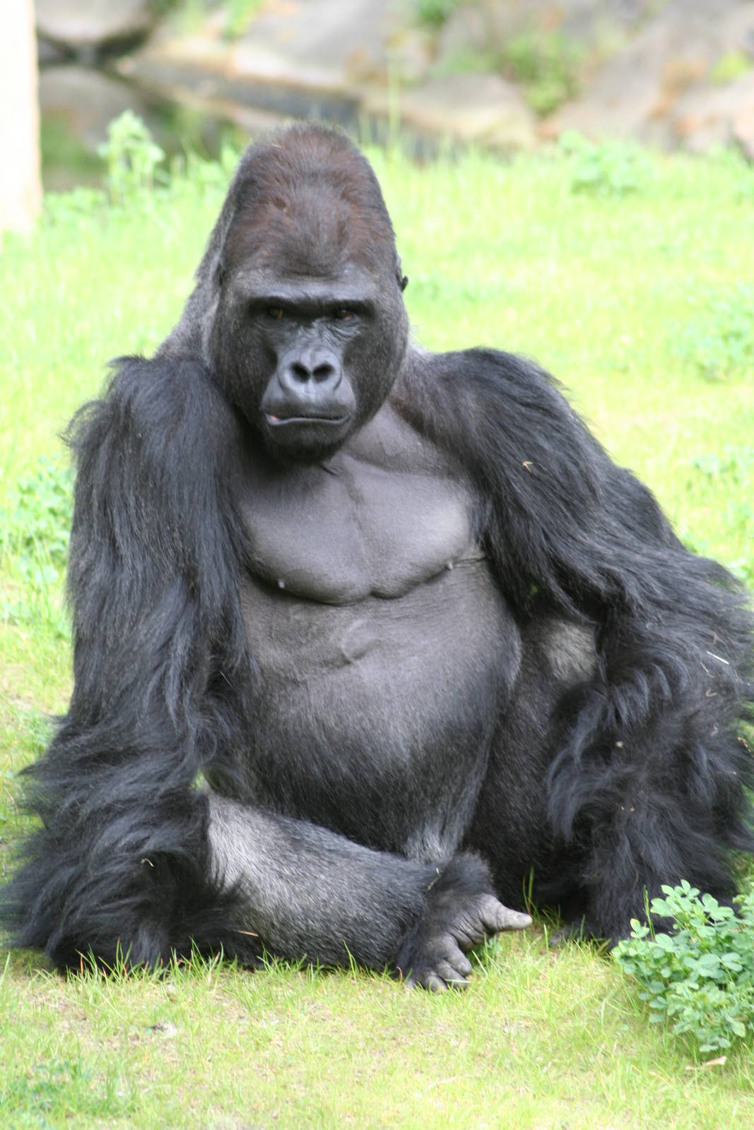 Silverback gorilla