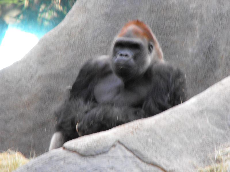 Silverback Gorilla