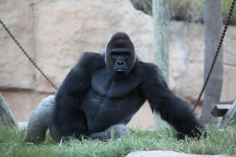 silverback gorilla