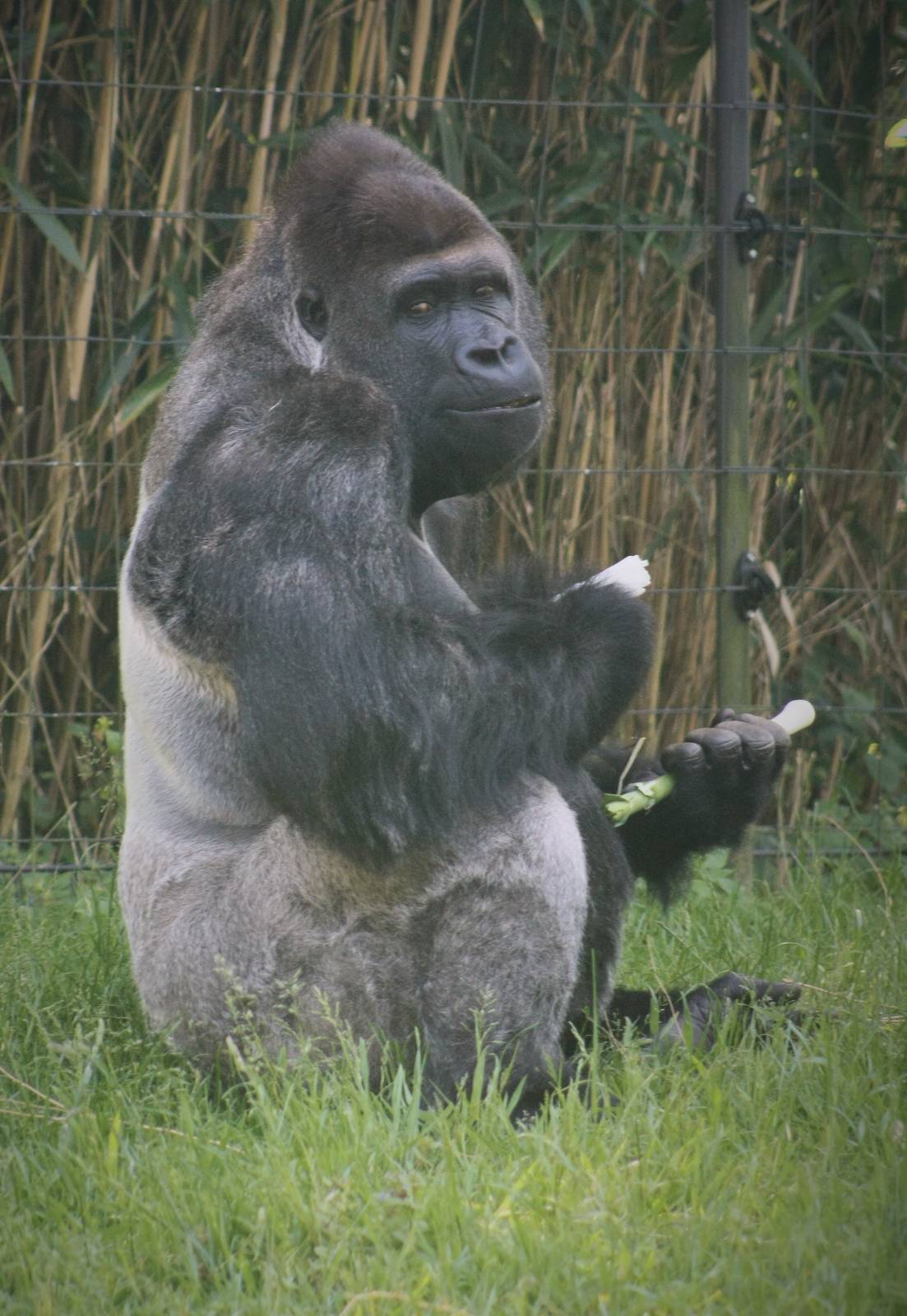 Silverback Gorilla