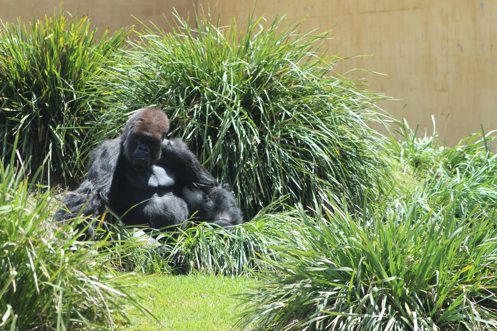 Silverback Gorilla