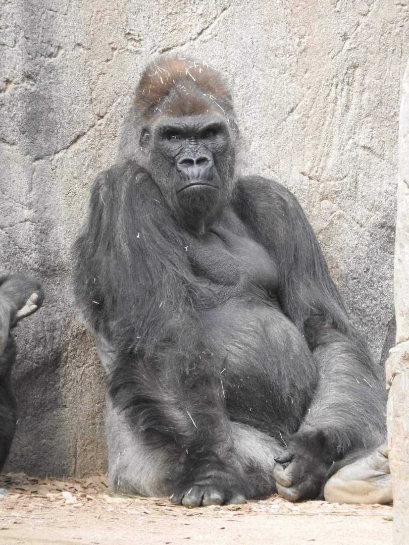 Silverback Gorilla